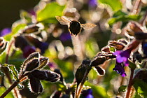 Hairy footed flower bee (Anthophora plumipes), in flight to Lungwort (Pulmonaria officinalis), Monmouthshire, Wales, UK, April.