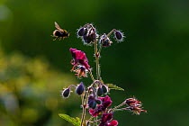 Early bumblebee (Bombus pratorum) flying to feed from Hardy geranium flower, Monmouthshire, Wales, UK. May.