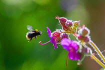Early bumblebee (Bombus pratorum) flying to feed from Geranium flower (Geranium sp.), Monmouthshire, Wales, UK, May.