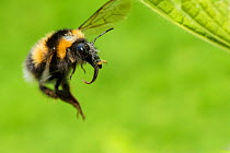 Garden bumblebee (Bombus hortorum), in flight,  Monmouthshire, Wales, UK, May.