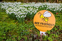 Bee friendly sign with snowdrops (Galanthus nivalis) Monmouthshire Wales UK, February.