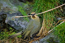 Gough Island bunting (Rowettia goughensis) gathering nesting material. Gough Island, Gough and Inaccessible Islands UNESCO World Heritage Site, South Atlantic. Endemic.  Critically endangered species.