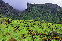 Coastal plateau with water fern (Histiopteris incisa) and Bog fern (Blechnum palmiforme) and Island Tree (Phylica arborea,)  Gough Island, Gough and Inaccessible Islands UNESCO World Heritage Site, So...