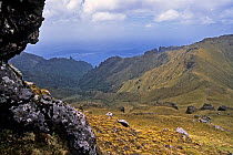 Gough Island, Michael's Col, separating The Glenn from Goneydale, Gough Island, Gough and Inaccessible Islands UNESCO World Heritage Site, South Atlantic.