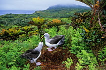 Atlantic yellow-nosed albatross (Thalassarche chlororhynchos) courtship display, Gough Island, Gough and Inaccessible Islands UNESCO World Heritage Site, South Atlantic.