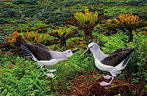 Atlantic yellow-nosed albatross (Thalassarche chlororhynchos) courtship display sequence. Gough Island, Gough and Inaccessible Islands UNESCO World Heritage Site, South Atlantic.