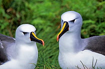 Atlantic yellow-nosed albatross (Thalassarche chlororhynchos) pair, Gough Island, Gough and Inaccessible Islands UNESCO World Heritage Site, South Atlantic. Endangered.