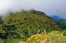 Atlantic yellow-nosed albatross (Thalassarche chlororhynchos).  overlooking canyon with waterfalls.  Gough Island, Gough and Inaccessible Islands UNESCO World Heritage Site, South Atlantic. Endangered...