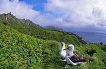 Atlantic yellow-nosed albatross (Thalassarche chlororhynchos). nesting on fern slopes. Gough Island, South Atlantic