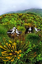 Atlantic yellow-nosed albatross (Thalassarche chlororhynchos) nesting amiongst Tree ferns (Blechnum palmiforme) Gough Island, Gough and Inaccessible Islands UNESCO World Heritage Site, South Atlantic.