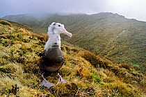 Tristan albatross (Diomedea dabbenena) large chick awaiting parents' return. Tafel Kople, Gough Island, Gough and Inaccessible Islands UNESCO World Heritage Site, South Atlantic. Critically endangered...