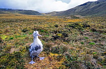 Tristan albatross (Diomedea dabbenena) large chick awaiting parents' return. Gough Island, Tristan da Cunha Group, South Atlantic.