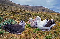 Tristan Albatross (Diomedea dabbenena) family with chick,  Gough Island, Gough and Inaccessible Islands UNESCO World Heritage Site, South Atlantic. Critically endangered.