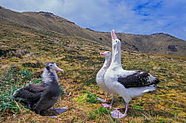 Tristan albatross (Diomedea dabbenena) family with chick, Gough Island, Gough and Inaccessible Islands UNESCO World Heritage Site, South Atlantic. Critically endangered.