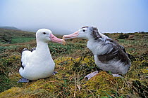 Tristan Albatross (Diomedea dabbenena) male feeding chick, Gough Island, Gough and Inaccessible Islands UNESCO World Heritage Site, South Atlantic. Critically endangered.