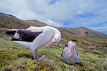 Tristan Albatross (Diomedea dabbenena) pair courting, Gough Island, Gough and Inaccessible Islands UNESCO World Heritage Site, South Atlantic. Critically endangered.