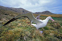 Tristan albatross (Diomedea dabbenena) male, Gough Island, Gough and Inaccessible Islands UNESCO World Heritage Site, South Atlantic.