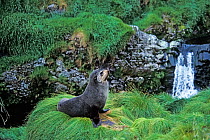Subantarctic fur seal (Arctocephalus tropicalis) Gough Island, Gough and Inaccessible Islands UNESCO World Heritage Site, South Atlantic.