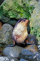 Subantarctic fur seal (Arctocephalus tropicalis) bull. Gough Island, Gough and Inaccessible Islands UNESCO World Heritage Site, South Atlantic.