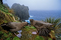 Sooty albatross (Phoebetria fusca) pair courting on coastal cliff edge. Gough Island, Gough and Inaccessible Islands UNESCO World Heritage Site, South Atlantic. Endangered.
