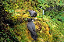 Sooty albatross (Phoebetria fusca) pair courting in high inland valley. Gough Island, Gough and Inaccessible Islands UNESCO World Heritage Site, South Atlantic.