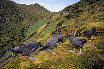 Sooty Albatross (Phoebetria fusca) group courting on high inland ridge. Gough Island, Gough and Inaccessible Islands UNESCO World Heritage Site, South Atlantic. Endangered.