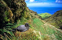 Sooty Albatross (Phoebetria fusca) nesting in high inland valley. Gough Island, Gough and Inaccessible Islands UNESCO World Heritage Site, South Atlantic.