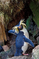 Northern Rockhopper Penguin (Eudyptes moseleyi)  Gough and Inaccessible Islands UNESCO World Heritage Site, South Atlantic.