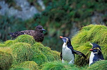 Northern Rockhopper Penguin (Eudyptes moseleyi)  with Brown skua (Stercorarius antarcticus)   Gough and Inaccessible Islands UNESCO World Heritage Site, South Atlantic.