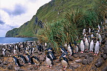 Northern Rockhopper Penguin (Eudyptes moseleyi)  colony in tall Spartina tussock grass.  Gough and Inaccessible Islands UNESCO World Heritage Site, South Atlantic.