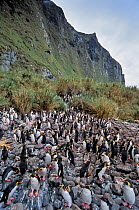 Northern Rockhopper Penguin (Eudyptes moseleyi)  colony in tall Spartina tussock grass.  Gough and Inaccessible Islands UNESCO World Heritage Site, South Atlantic.