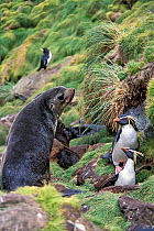 Northern Rockhopper Penguin (Eudyptes moseleyi) in nesting colony with Subantarctic fur seal (Arctocephalus tropicalis) Gough Island, Gough and Inaccessible Islands UNESCO World Heritage Site, South A...
