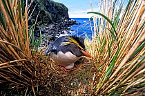 Northern Rockhopper Penguin (Eudyptes moseleyi) on nest, Gough Island, Gough and Inaccessible Islands UNESCO World Heritage Site, South Atlantic.