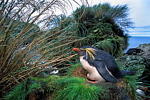 Northern Rockhopper Penguin (Eudyptes moseleyi)on nest, Gough Island, Gough and Inaccessible Islands UNESCO World Heritage Site, South Atlantic.