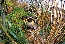 Northern Rockhopper Penguin (Eudyptes moseleyi) on nest, Gough Island, Gough and Inaccessible Islands UNESCO World Heritage Site, South Atlantic.