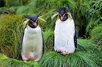 Northern Rockhopper Penguin (Eudyptes moseleyi) pair. Gough Island, Gough and Inaccessible Islands UNESCO World Heritage Site, South Atlantic.