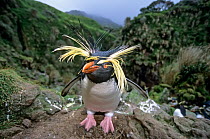 Northern Rockhopper Penguin (Eudyptes moseleyi) in windswept nesting colony. Gough Island, Gough and Inaccessible Islands UNESCO World Heritage Site, South Atlantic.