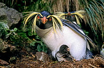 Northern rockhopper penguin (Eudyptes moseleyi) parent with chick. Gough Island, Gough and Inaccessible Islands UNESCO World Heritage Site, South Atlantic.