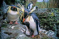 Northern rockhopper penguin (Eudyptes moseleyi) pair with chick. Gough Island, Gough and Inaccessible Islands UNESCO World Heritage Site, South Atlantic.