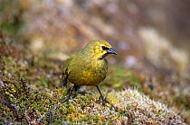 Gough Island bunting (Rowettia goughensis) adult   foraging in moorland habitat. Gough Island, Gough and Inaccessible Islands UNESCO World Heritage Site, South Atlantic. Critically endangered species.