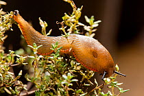 Red slug (Arion rufus), Bristol, England, UK, September.