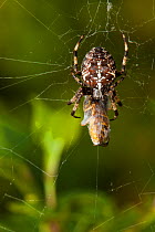 Garden spider (Araneus diadematus) eating a Common wasp (Vepsa vulgaris) caught in its web, Bristol, England, UK, September.