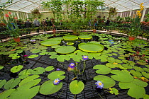 Lily pond containing Santa Cruz water lilies (Victoria cruziana) and 'Kew's Stowaway Blue' lillies (Nymphaea) in glasshouse,  Kew Gardens, London, England, UK.