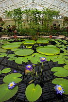 Lily pond containing Santa Cruz water lilies (Victoria cruziana) and 'Kew's Stowaway Blue' lillies (Nymphaea) in glasshouse, Kew Gardens, London, England, UK.