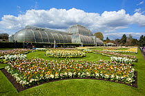 Palm House, with flowering Tulips (Tulipa) in the foreground, Kew Gardens, London, England, UK, April 2016.