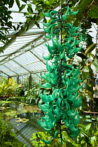 Jade vine (Strongylodon macrobotrys) growing in glasshouse, Kew Gardens, London, England, UK.