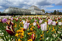 Flowering Tulips (Tulipa), with Palm House in the background, Kew Gardens, London, England, UK, April 2016.