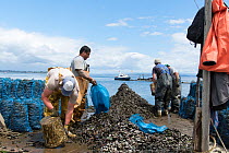 Men harvesting Mussels, Quinchao Island, Chiloe, Chile. January 2016.