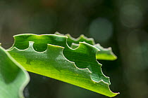 Leaf eaten by leaf cutter ants (Atta sp) Trinidad.