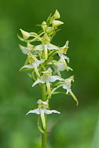 Greater butterfly orchid (Platanthera chlorantha) Surrey, UK.  June